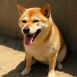 柴犬は夏の暑さ何度まで耐えられる？熱中症対策の限界温度を解説