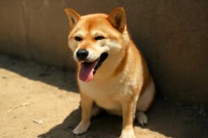 柴犬は夏の暑さ何度まで耐えられる？熱中症対策の限界温度を解説