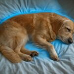 マモルーム つけっぱなしで犬のダニ対策は本当に効果的？24時間の実態