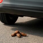 ドンパック違法？犬のうんちを車の後ろに放置する危険な行為の真実